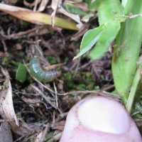 Featured Creatures - By UF/IFAS